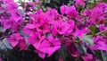 Beautiful purple bougenville flower in the aftenoon, outdoor plants