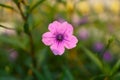 Beautiful purple Britton`s wild petunia on green leaves blur background Royalty Free Stock Photo