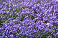 Beautiful Bush Violets in The Field