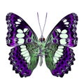 Beautiful purple butterfly, Common Commander (moduza procris) un