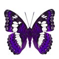 Beautiful purple butterfly, Common Commander (moduza procris) un