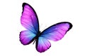 Beautiful purple butterfly isolated on white background Royalty Free Stock Photo