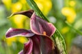 Beautiful Calla flowers growing in the greenhouse Royalty Free Stock Photo