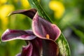 Beautiful purple  Calla flowers growing in the glassnhouse Royalty Free Stock Photo