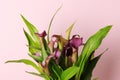 Beautiful purple calla lilies Royalty Free Stock Photo