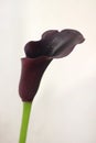 Beautiful purple calla lilly. Black calla lily in full bloom. Royalty Free Stock Photo