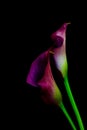 Sensual pair of purple calla lily flowers against black background Royalty Free Stock Photo