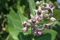 Beautiful Purple Calotropis Flowers on green leaf background Royalty Free Stock Photo