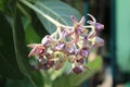 Beautiful Purple Calotropis Flowers on green leaf background Royalty Free Stock Photo