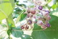 Beautiful Purple Calotropis Flowers on green leaf background Royalty Free Stock Photo