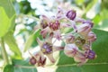 Beautiful Purple Calotropis Flowers on green leaf background Royalty Free Stock Photo