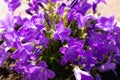 Beautiful purple campanula bellflowers