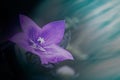 Violet Purple Campanula Bluebell Blossom