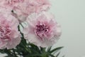 Beautiful purple carnation flower isolated on white background Royalty Free Stock Photo