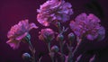 Beautiful purple carnation flowers on a dark background. 3d rendering