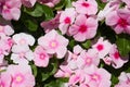 Beautiful purple Catharanthus roseus in the garden