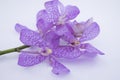 beautiful purple cattleya orchid flower isolated on white background Royalty Free Stock Photo