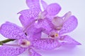 Beautiful purple cattleya orchid flower on white backgr Royalty Free Stock Photo