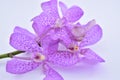 Beautiful purple cattleya orchid flower on white backgr Royalty Free Stock Photo