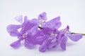 Beautiful purple cattleya orchid flower on white backgr Royalty Free Stock Photo