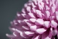 Beautiful purple chrysanthemum