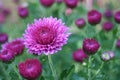 Beautiful purple chrysanthemum flowering bush with budding flowers