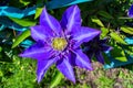 Beautiful purple Clematis blooming in summer garden, close up. Flowers on a background of green leaves and a fence Royalty Free Stock Photo