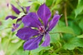 Large Purple Clematis Flower in Summer Royalty Free Stock Photo