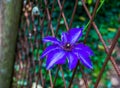 Beautiful purple clematis flower in closeup, climbing plant, popular cultivated garden plant, ornamental flowers Royalty Free Stock Photo