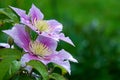 Beautiful purple Clematis flowers in summer garden wet from rain Royalty Free Stock Photo