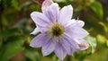 Beautiful purple clematis in the garden. panoramic natural banner with summer flower