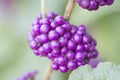 Beautiful purple cluster of the American Beautyberry Callicarpa Americana Royalty Free Stock Photo