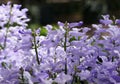 Beautiful purple clusters of Spurflower `Velvet Lady`