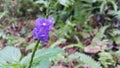 Beautiful purple color flower photo