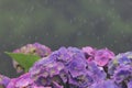 beautiful purple color hydrangea flowers are blooming in monsoon season, himalayan foothills area of darjeeling Royalty Free Stock Photo