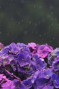beautiful purple color hydrangea flowers are blooming in monsoon season, himalayan foothills area of darjeeling Royalty Free Stock Photo