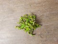 Beautiful purple color Medicinal Plant Tulsi Flower in a concrete floor background