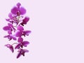 Beautiful purple color orchid flowers isolated