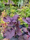 Purple ornamental plant in the garden Royalty Free Stock Photo
