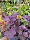 Purple ornamental plant in the garden Royalty Free Stock Photo