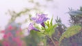 Beautiful purple color petals of Britton`s wild petunia flower plant know as Mexican bluebell blooming on green leaves blurred