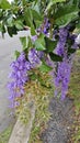 Beautiful purple-colored sandpaper vine flower tree by the roadside Royalty Free Stock Photo