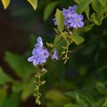 Beautiful Purple Colored Tecoma Flowers