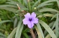Beautiful Purple Colored Tecoma Flowers