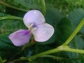 Beautiful Purple Colour Water Dropped Flower. Royalty Free Stock Photo