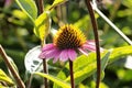 Beautiful coneflower