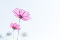 Beautiful purple cosmos flower in garden with sunlight and blue sky Royalty Free Stock Photo