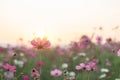 Beautiful purple cosmos flower in garden with sunlight and blue sky Royalty Free Stock Photo