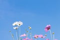 Beautiful purple cosmos flower in garden with sunlight and blue sky Royalty Free Stock Photo