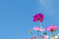 Beautiful purple cosmos flower in garden with sunlight and blue sky Royalty Free Stock Photo